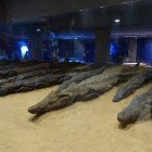 Mummie di coccodrillo conservate all'interno del Museo del dio Sobek (museo del dio coccodrillo) poco distante dal Tempio di Kom Olmo