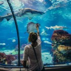 Dettagli della flora marina squali e razze viste dal tunnel sommerso dell'acquario di Port Vel a Barcellona