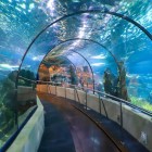 Spettacolare vista dei pesci dal tunnel marino dell' acquarium di Port Vel di Barcellona