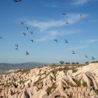 La Pigeon Valley, Güvercinlik Vadisi in turco, è così chiamata perché fin dall'antichità l'uomo scavò nel tufo nidi per i piccioni indispensabili come cibo